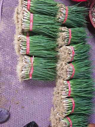 이한용님의 10월 내 농작물 자랑하기 · 참여글 작성글 사진