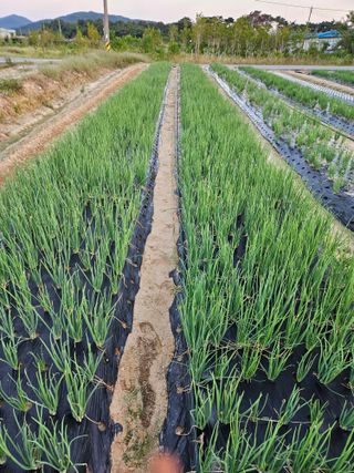 이한용님의 10월 내 농작물 자랑하기 · 참여글 작성글 사진