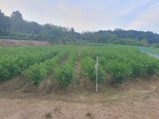 헌이님의 10월 내 농작물 자랑하기 · 참여글 작성글 사진