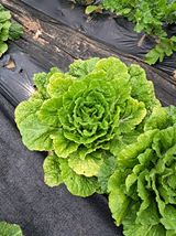 팜모닝 자유주제·자유게시판 게시글 이미지