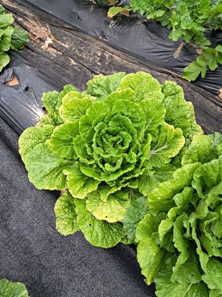 김응구님의 자유주제 · 자유게시판 작성글 사진