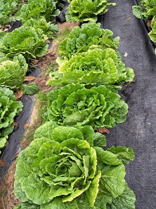 김응구님의 자유주제 · 자유게시판 작성글 사진