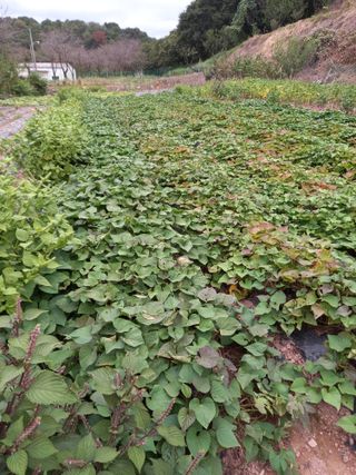 전진욱님의 10월 내 농작물 자랑하기 · 참여글 작성글 사진
