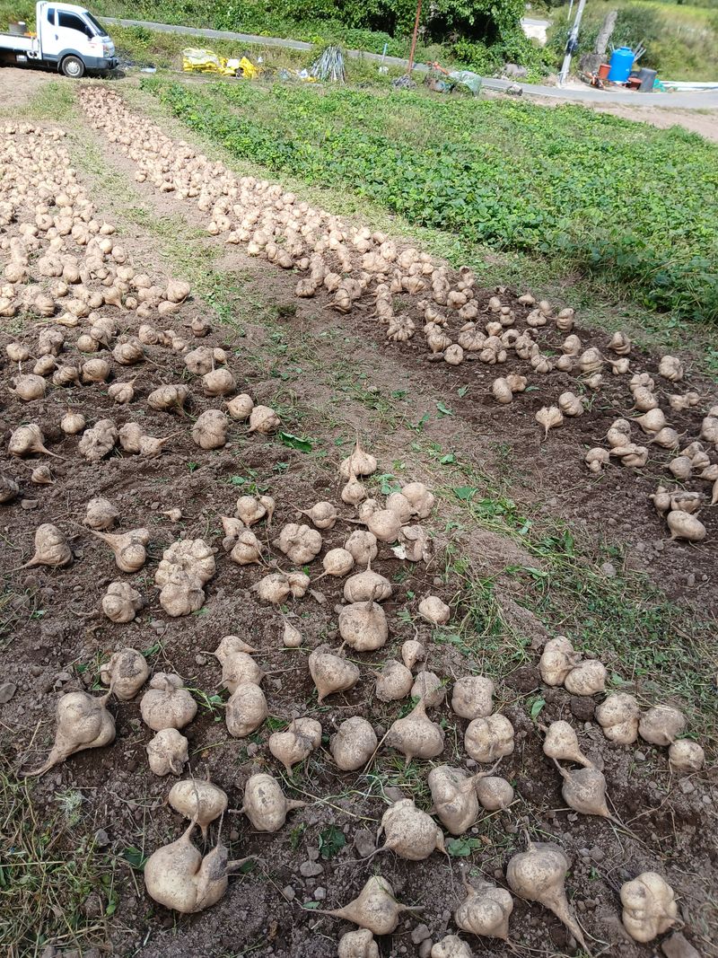 장터 상품 [히카마(7키로)판매종료] 썸네일