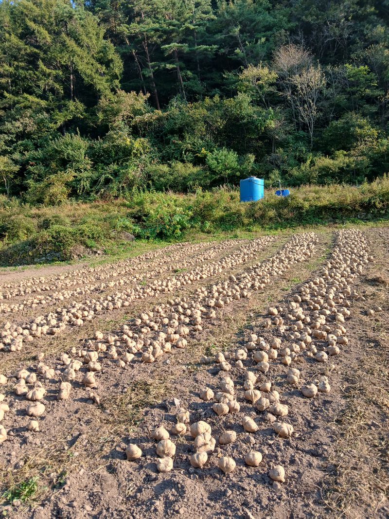유석범님의 장터 판매 상품 [히카마(7키로)판매종료] 첨부 사진