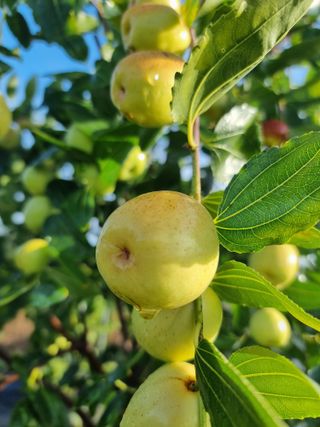 해찬들농원님의 10월 내 농작물 자랑하기 · 참여글 작성글 사진