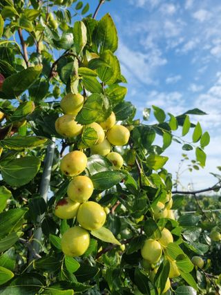 해찬들농원님의 10월 내 농작물 자랑하기 · 참여글 작성글 사진