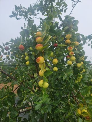 해찬들농원님의 10월 내 농작물 자랑하기 · 참여글 작성글 사진