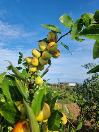 해찬들농원님의 10월 내 농작물 자랑하기 · 참여글 작성글 사진