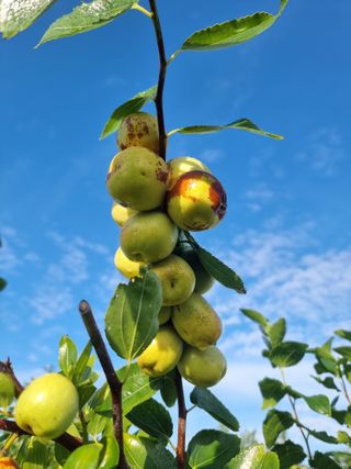 해찬들농원님의 10월 내 농작물 자랑하기 · 참여글 작성글 사진