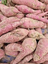 팜모닝 고구마·병해충상담 게시글 이미지