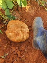 팜모닝 감자·영농일지 게시글 이미지