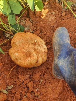 마바리63님의 감자 · 영농일지 작성글 사진
