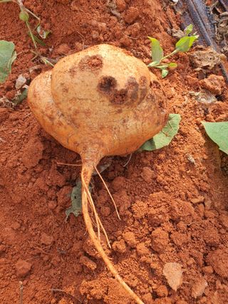 마바리63님의 감자 · 영농일지 작성글 사진