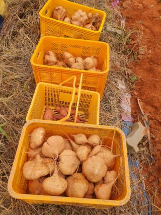 마바리63님의 감자 · 영농일지 작성글 사진