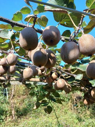 이동재님의 기타작물 · 영농일지 작성글 사진