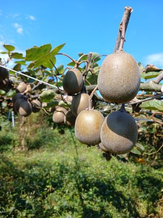 이동재님의 기타작물 · 영농일지 작성글 사진