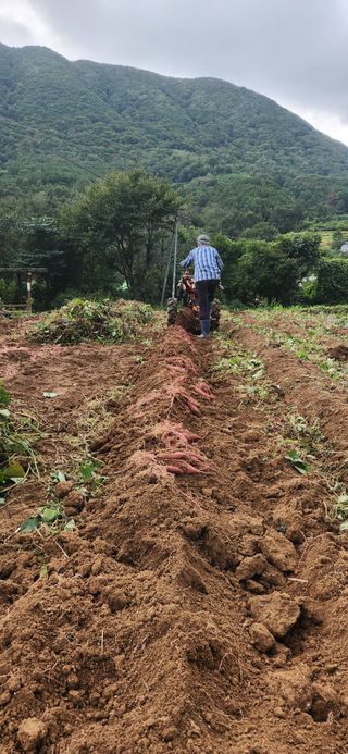최군환님의 10월 내 농작물 자랑하기 · 참여글 작성글 사진