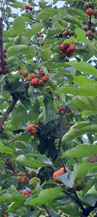 콩18930님의 10월 내 농작물 자랑하기 · 참여글 작성글 사진