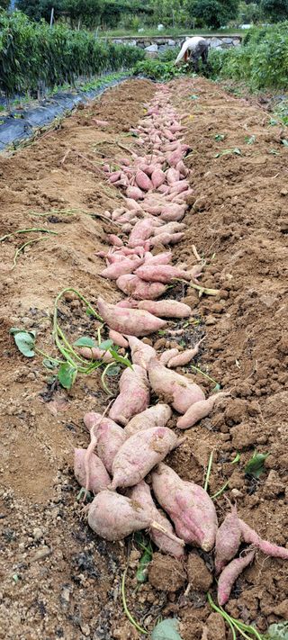 콩18930님의 10월 내 농작물 자랑하기 · 참여글 작성글 사진