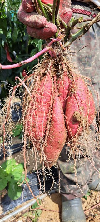 콩18930님의 10월 내 농작물 자랑하기 · 참여글 작성글 사진