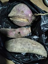 팜모닝 농사, 무엇이든 물어보세요!·참여글 게시글 이미지