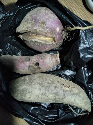 드라이버스님의 농사, 무엇이든 물어보세요! · 참여글 작성글 사진