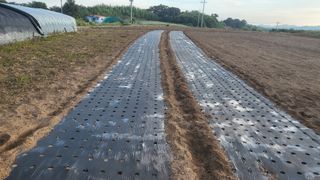 Kbd1961님의 마늘 · 영농일지 작성글 사진