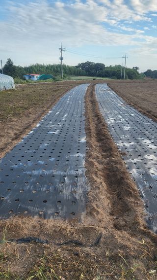 Kbd1961님의 마늘 · 영농일지 작성글 사진