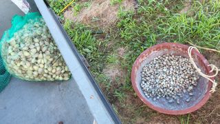 Kbd1961님의 마늘 · 영농일지 작성글 사진