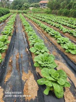 趙吉衍님의 10월 내 농작물 자랑하기 · 참여글 작성글 사진