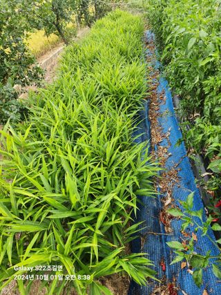 趙吉衍님의 10월 내 농작물 자랑하기 · 참여글 작성글 사진