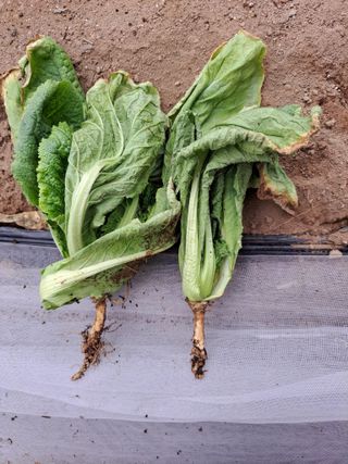 귀산촌님의 배추 · 병해충상담 작성글 사진