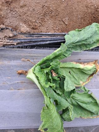 귀산촌님의 배추 · 병해충상담 작성글 사진