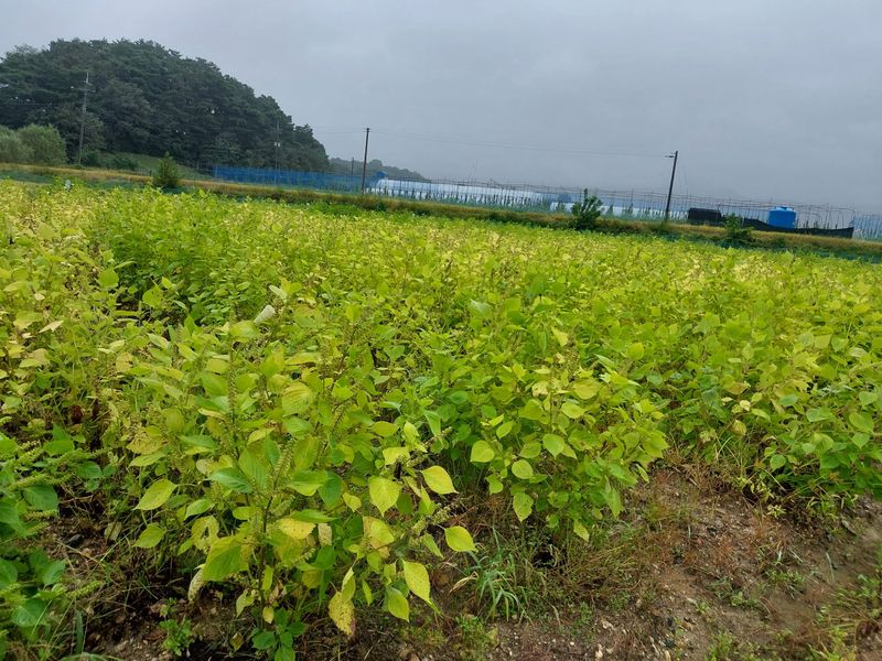 장터 상품 [햇들깨 한말 (6kg) 판매 합니다] 썸네일