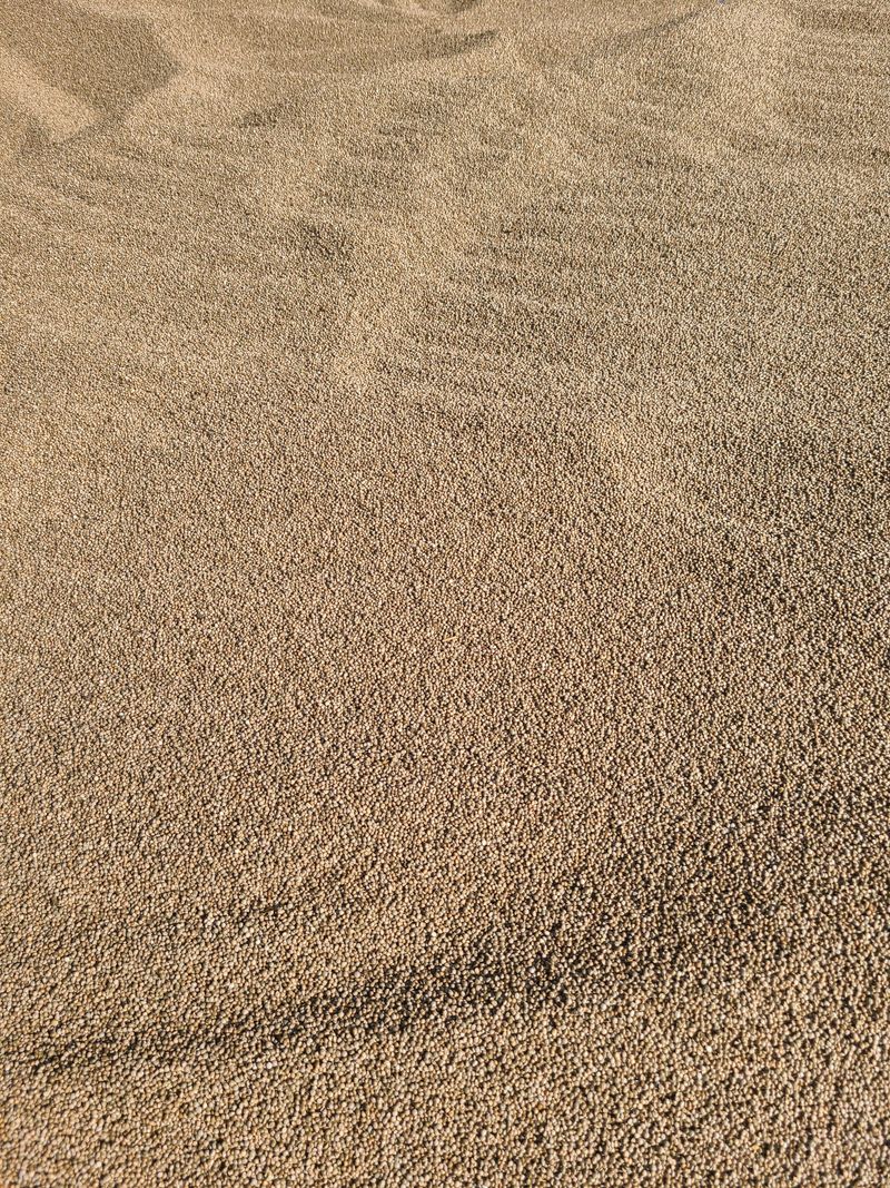 전재문님의 장터 판매 상품 [햇들깨 한말 (6kg) 판매 합니다] 첨부 사진