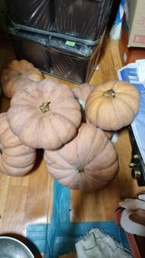 팜모닝 자유주제·자유게시판 게시글 이미지