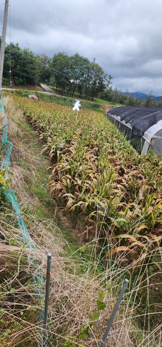 김제일님의 10월 내 농작물 자랑하기 · 참여글 작성글 사진