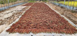 김제일님의 10월 내 농작물 자랑하기 · 참여글 작성글 사진