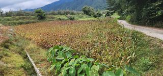 김제일님의 10월 내 농작물 자랑하기 · 참여글 작성글 사진