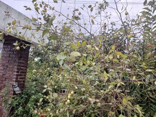 상추14154님의 기타작물 · 병해충상담 작성글 사진