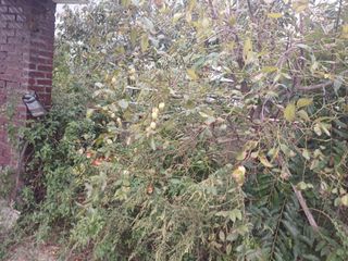 상추14154님의 기타작물 · 병해충상담 작성글 사진