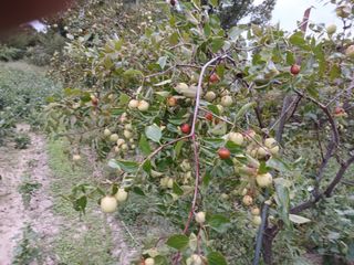 상추14154님의 기타작물 · 병해충상담 작성글 사진