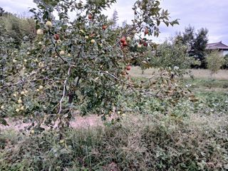 상추14154님의 기타작물 · 병해충상담 작성글 사진