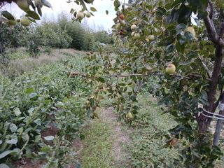 상추14154님의 기타작물 · 병해충상담 작성글 사진