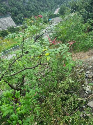 김용대님의 자유주제 · 자유게시판 작성글 사진