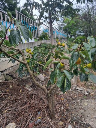 김용대님의 자유주제 · 자유게시판 작성글 사진