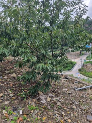 김용대님의 자유주제 · 자유게시판 작성글 사진