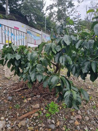 김용대님의 자유주제 · 자유게시판 작성글 사진