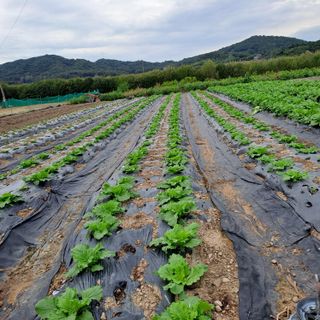 성실한 농부님의 자유주제 · 자유게시판 작성글 사진